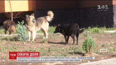В Херсоне могут убить всех бездомных собак и кошек