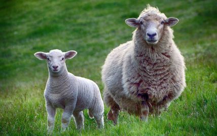 У Румунії отара овець загрожує одному з найважливіших стратегічних об'єктів військових США