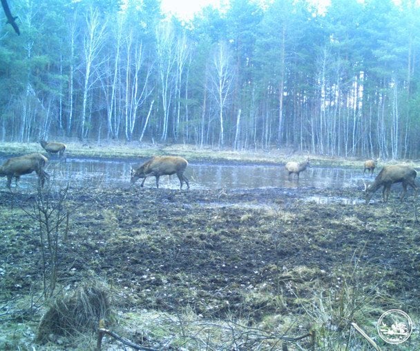 В Россоховском природном научно-исследовательском отделении обнародовали новые кадры из фотоловушек, зафиксировавших жизнь дикой природы