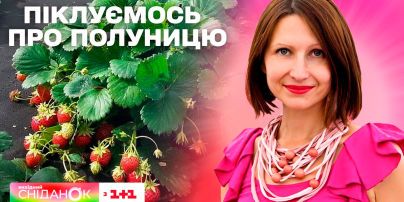 () Уход за клубникой уДачные советы mp4 - YouTube | Клубника, Уход, Огород