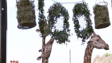 Зоопарк Сиднея угостил животных вкусностями в честь 100-летия зверинца