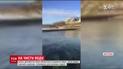 В Австралии женщина собственноручно поймала и выпустила в море метровую акулу