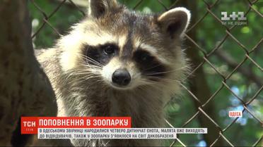 Полосатое пополнение: в одесском зоопарке родилось четверо детенышей енота