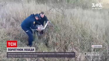 Новости Украины: полицейские спасли напуганного лебедя у трассы "Киев-Чоп"