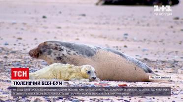 Новини світу: на сході Англії у диких сірих тюленів народились близько 7 десятків малюків