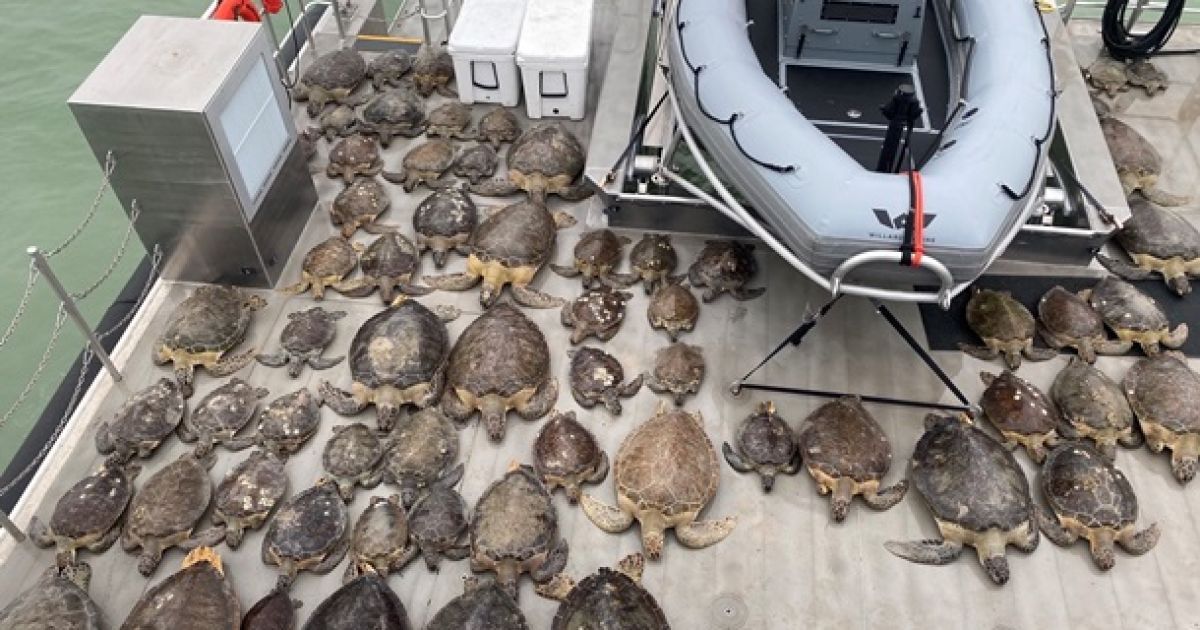 Фото: twitter.com/TexasGameWarden