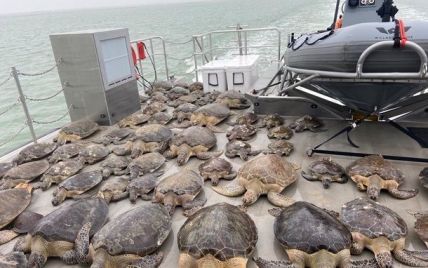 У Техасі знову відпустили у дику природу сотні черепах, яких рятували від холоду