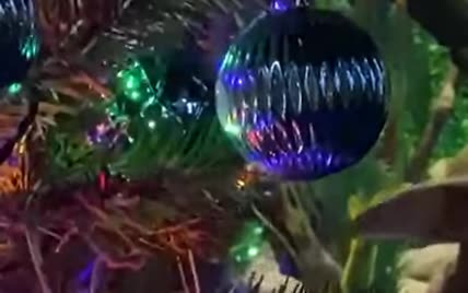 В океанариуме США электрический угорь зажег рождественскую елку