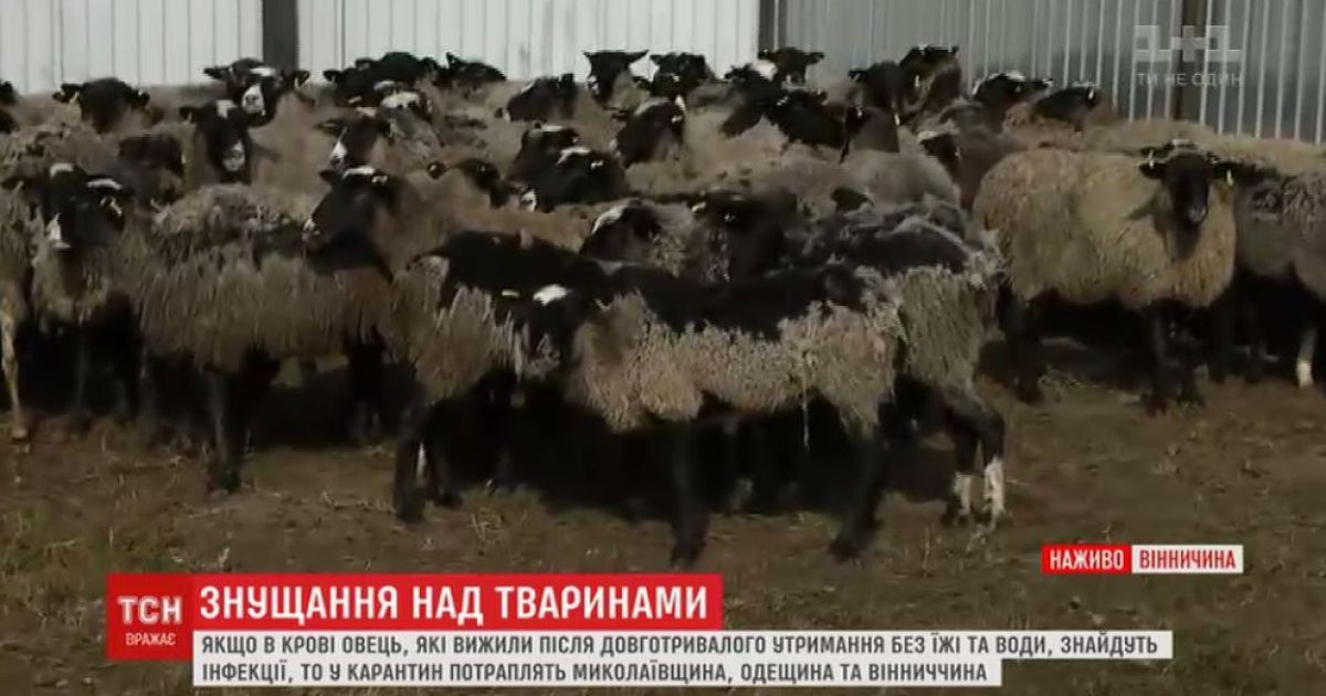 Из-за овец, которых морили голодом в фуре, трем областям грозит карантин