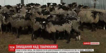 Из-за овец, которых морили голодом в фуре, трем областям грозит карантин