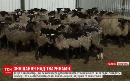 Из-за овец, которых морили голодом в фуре, трем областям грозит карантин