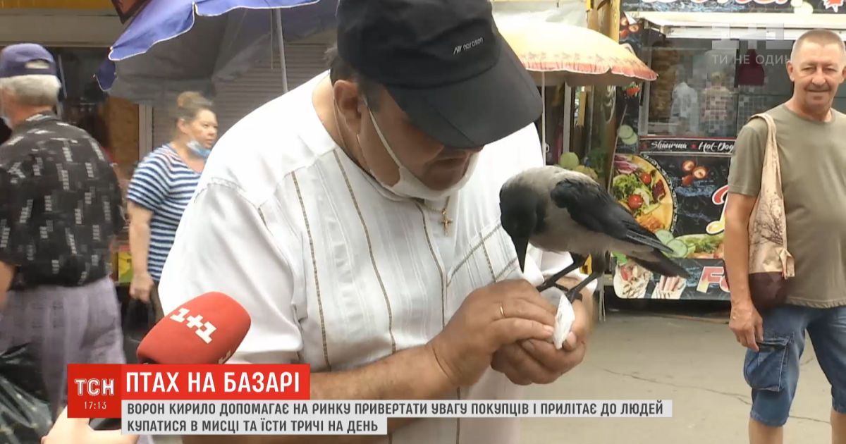 Местный символ: ворон подружился с продавцами рынка на столичной Троещине