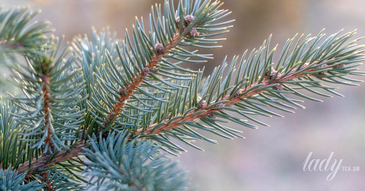 Як прибрати ялинкову смолу з одягу: