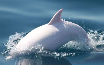 Вчені вперше за сім років зустріли дельфіна-альбіноса у Чорному морі