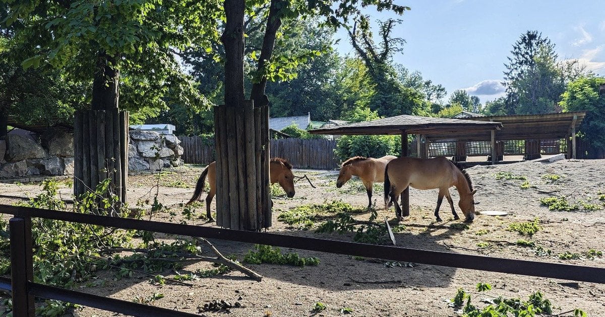 Наслідки непогоди