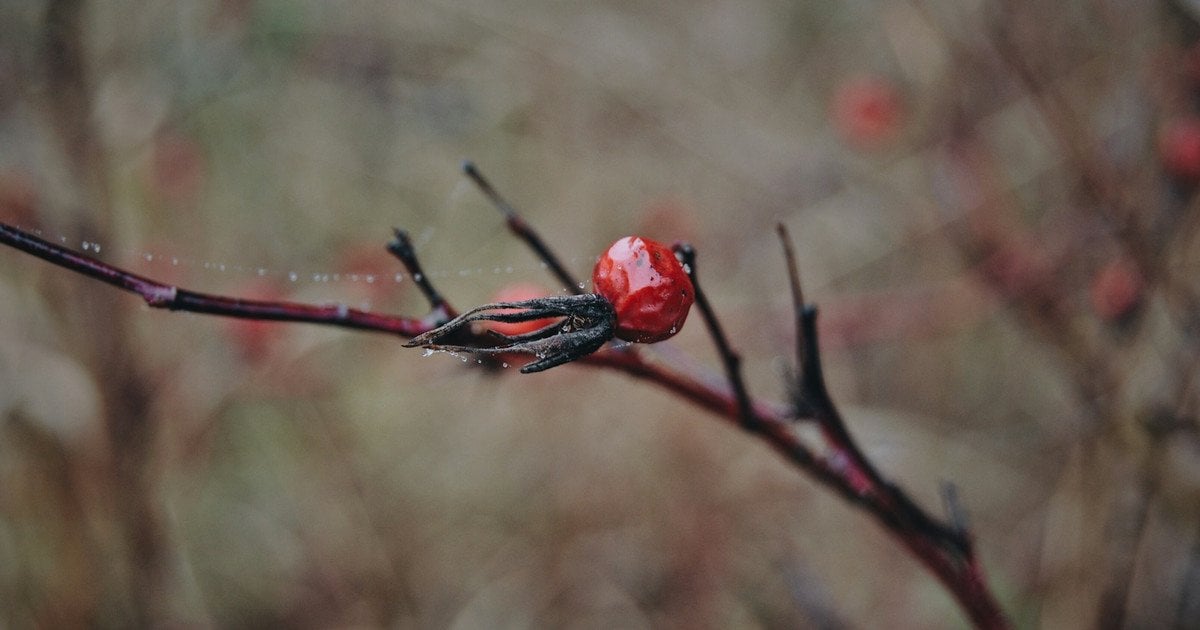 Місячний посівний календар на листопад 2025 року