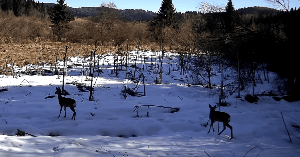 Тварини у прикордонні
