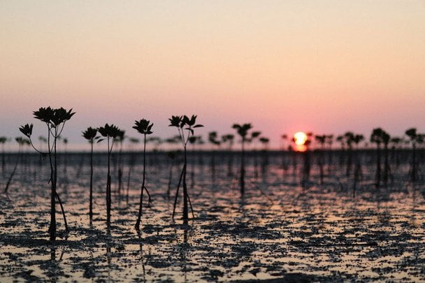 26 липня Міжнародний день збереження мангрових екосистем / © pexels.com