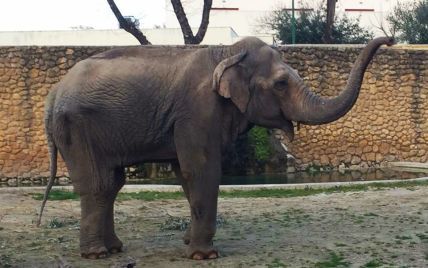 В Іспанії померла "насумніша у світі" слониха після 43 років абсолютної самотності
