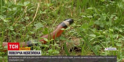 Новини України: у Львівській області гадюка вкусила двох дітей, вони – у реанімації