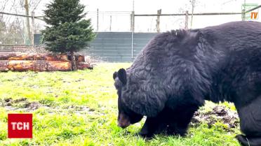 У зоопарку Шотландії помер ведмідь, якого врятували з-під обстрілів на Донеччині