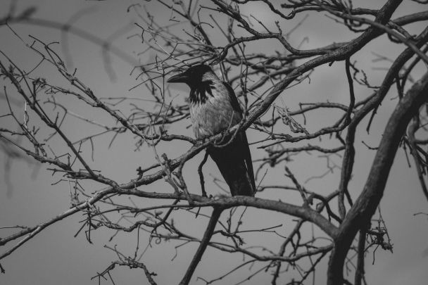 31 січня ворони голосно кричать до бурі чи снігової заметілі / © Pexels