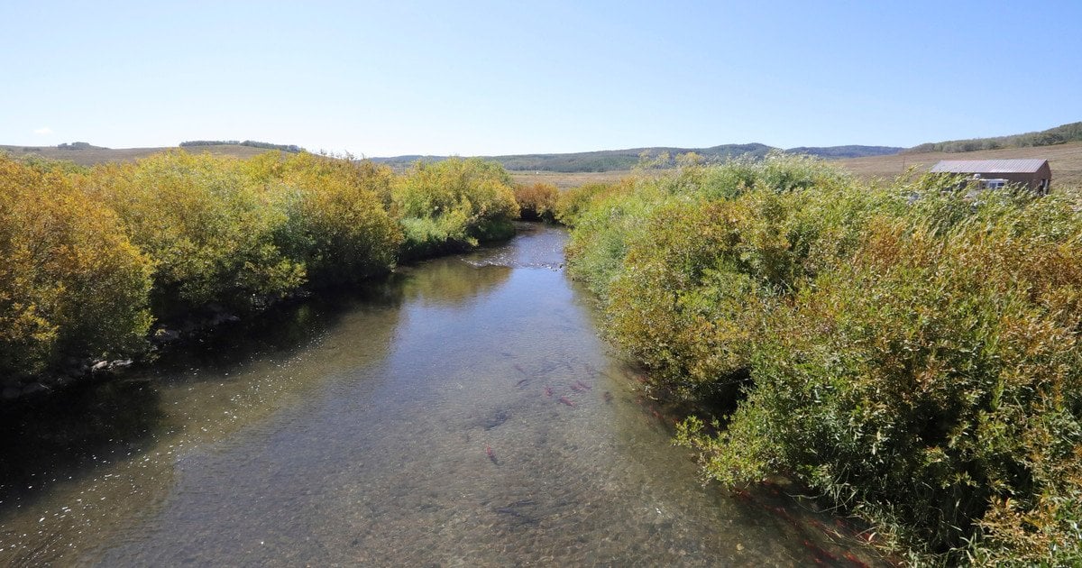 Дикі водойми можуть бути небезпечними