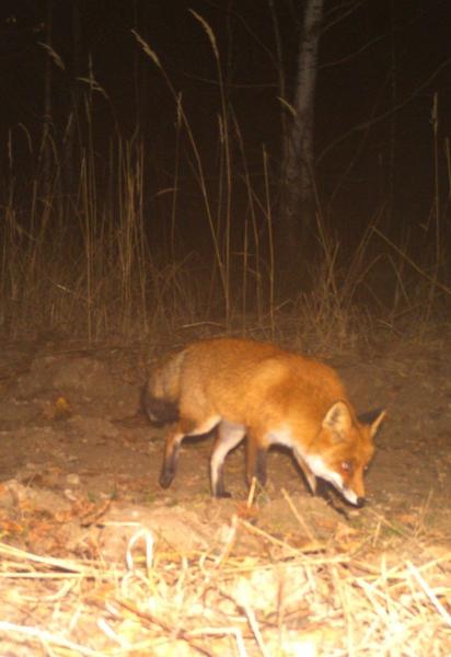 Лисиця у Чорнобильській зоні