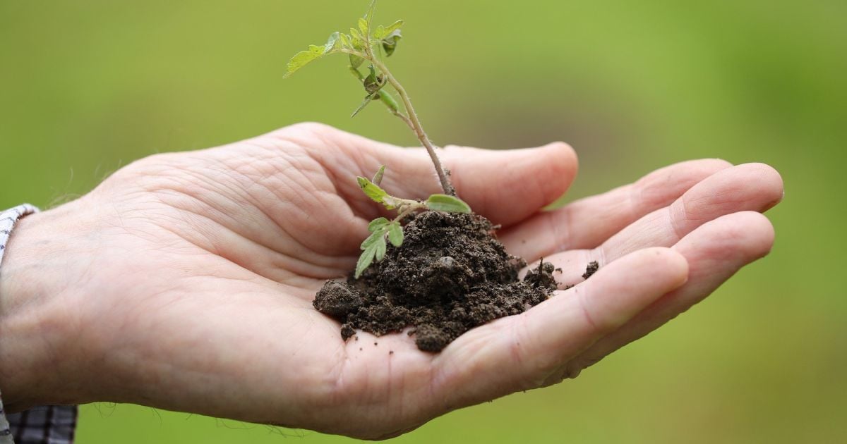 Народні прикмети про розсаду