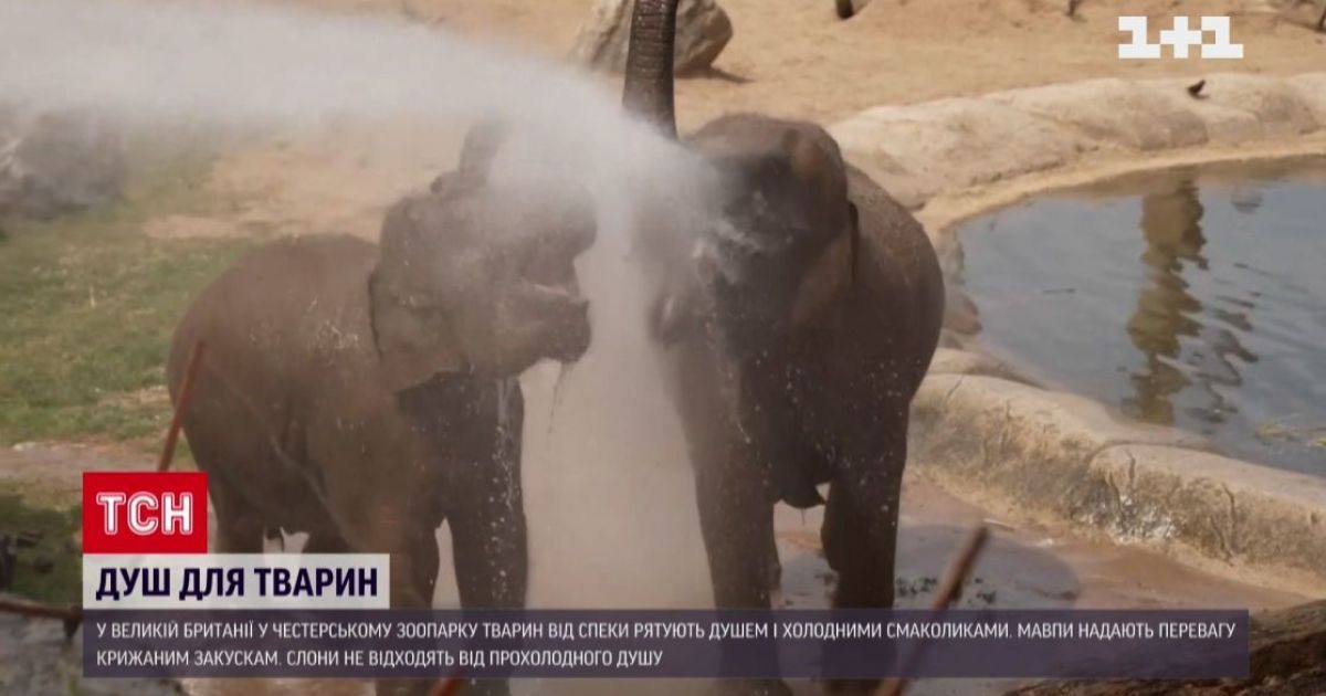Спека в Європі: пляж у Парижі та холодний душ для тварин у Британії