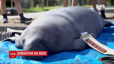 Зоозащитники выпустили в Атлантический океан 400-килограммового ламантина