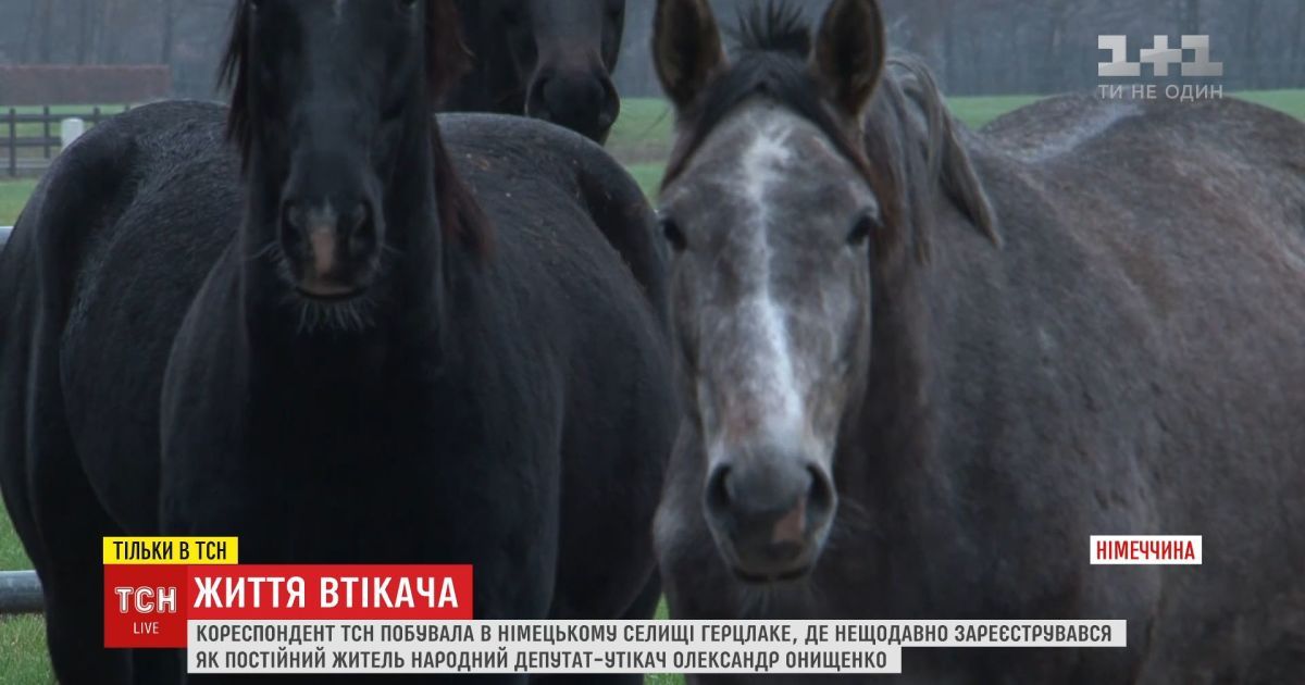 Тсн знайшла елітний кінний комплекс онищенка у німеччині