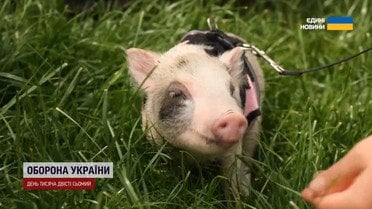 Здесь едят вместе со... свиньями! В Киеве открыли первое кафе с мини-пигами