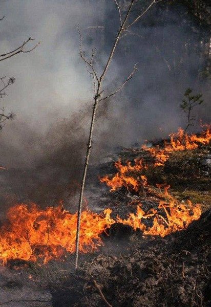 Пожар в Чернобыльской зоне отчуждения
