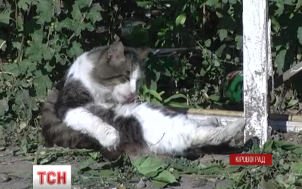 В Кировограде бешеный кот покусал одиннадцать человек