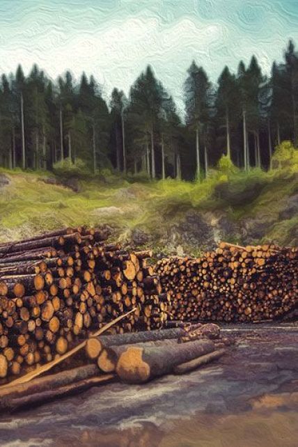 В Україні масово вирубують ліси: СБУ взялась за справу, а люди намагаються привернути увагу до місцин, де були дерева (фото, відео)