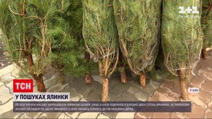 Ялинкові базари: за прогнозом лісгоспів, українці куплять цього сезону до пів мільйона дерев
