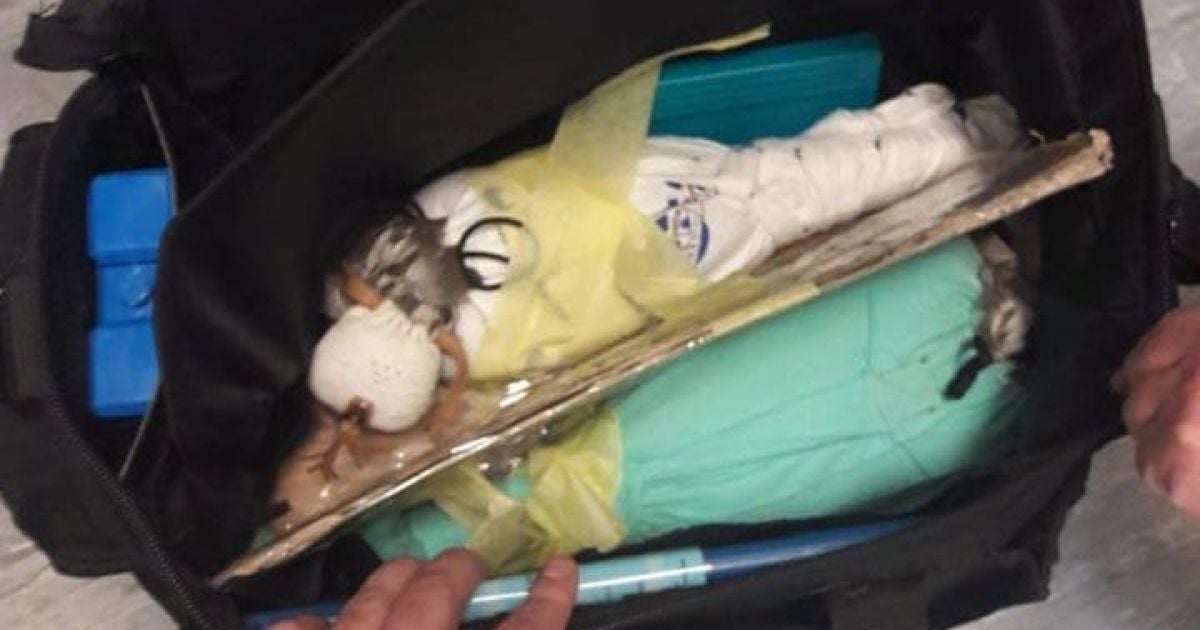 Через "Борисполь" из Украины пытались вывезти в сумке двух живых соколов