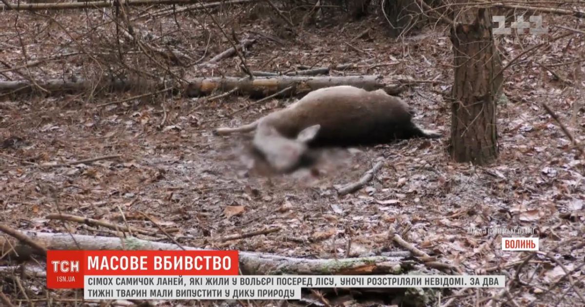 В волынском лесничестве неизвестные застрелили семь ланей. Животных должны были выпустить в дикую природу