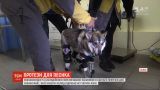 Зоозащитники организовали закупку протезов для собаки Майи, которой нелюди отрубили конечности