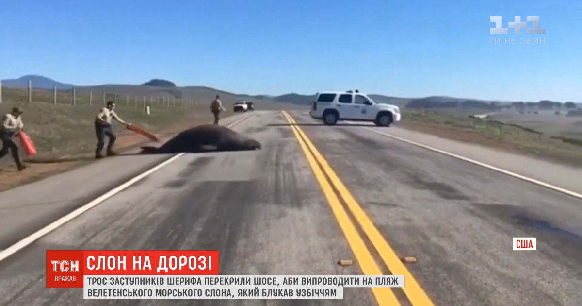 Морський слон заблокував автостраду у Каліфорнії