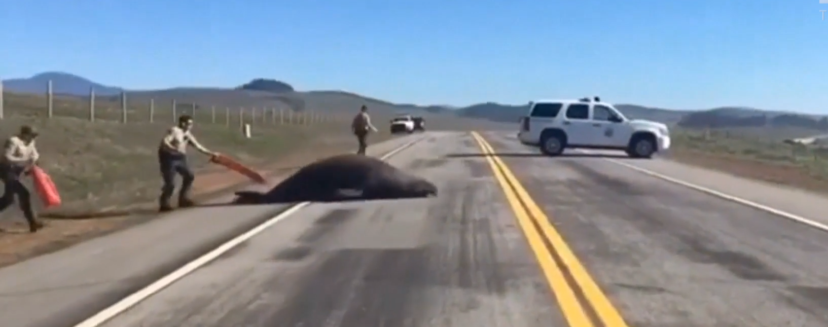 Морской слон заблокировал автостраду в Калифорнии