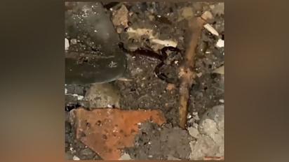 В Кривом Роге возле больницы поселился скорпион