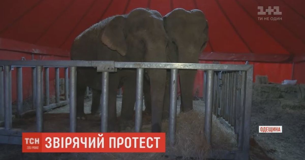 Зоозахисники з бійкою відстоювали права тварин з пересувного цирку в Чорноморську