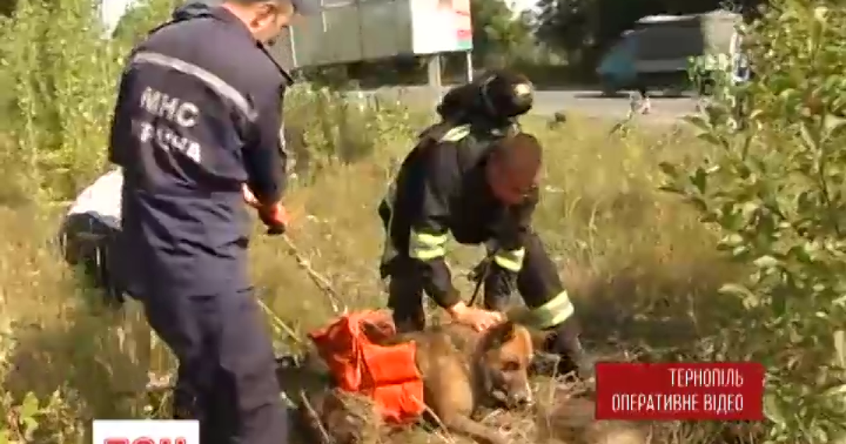 В Тернополе из канализации спасли собаку