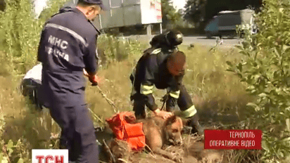 В Тернополе спасатели доставали пса из канализации