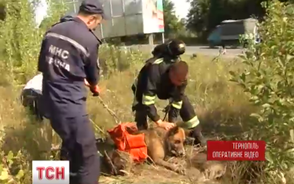 В Тернополе спасенная из канализации собака вернулась поблагодарить спасателей