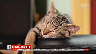 Коты понимают язык человека – Поп-наука