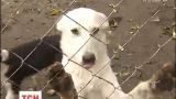 55 собак и 9 кошек переселенцев из Донбасса ищут новый дом