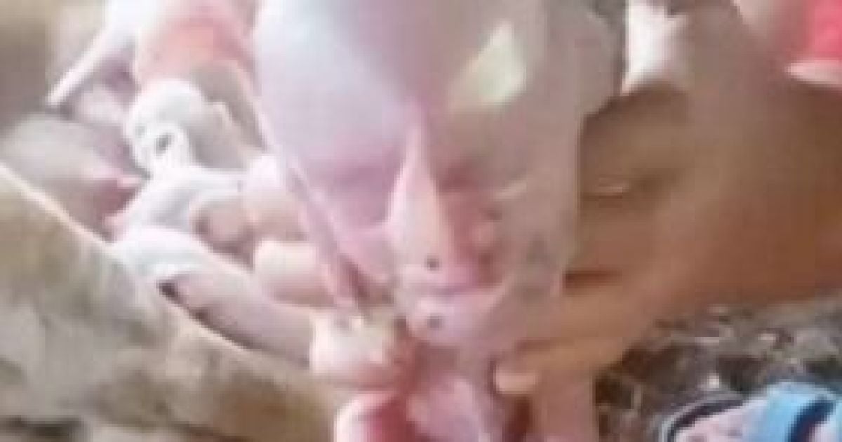 Поросенок с "человеческим" лицом